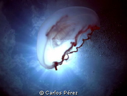 Aurelia under the Sun!! Really love this shot!! Olympus P... by Carlos Pérez 